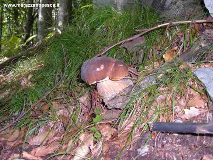  Image name: 118 Porcino.jpg 
 width: 700 pixel 
 height: 525 pixel 
 Size: 38990 bytes 
 Click to enlarge 